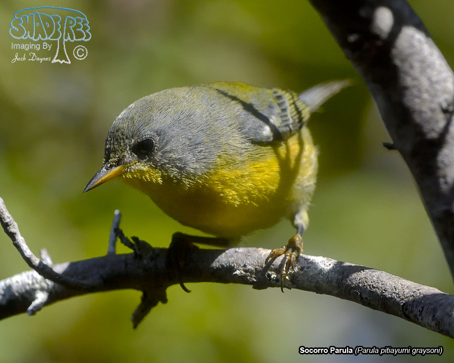 Socorro Parula - Parula pitiayumi graysoni