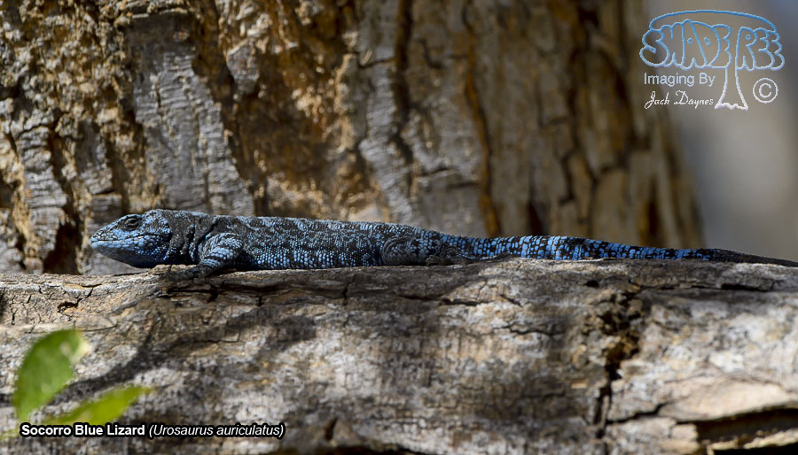 Socorro Blue Lizard - Urosaurus auriculatus