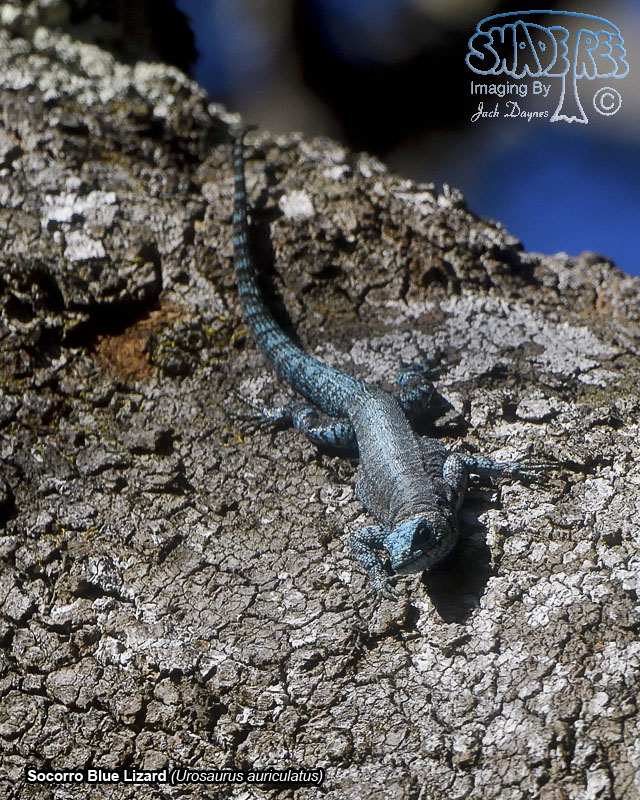 Socorro Blue Lizard - Urosaurus auriculatus