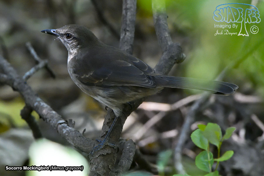 Socorro Mockingbird - Mimus graysoni