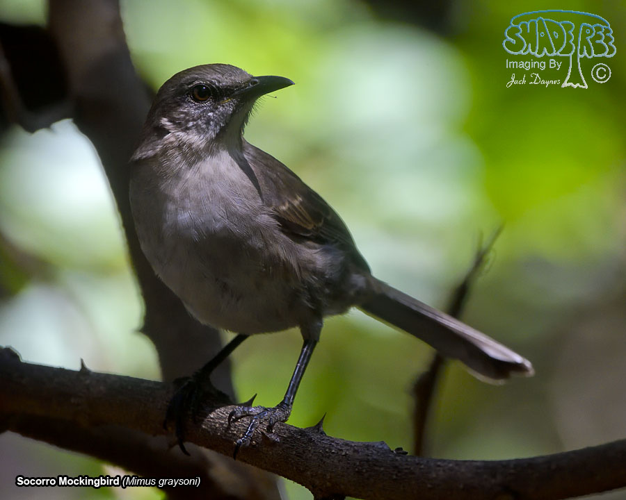Socorro Mockingbird - Mimus graysoni