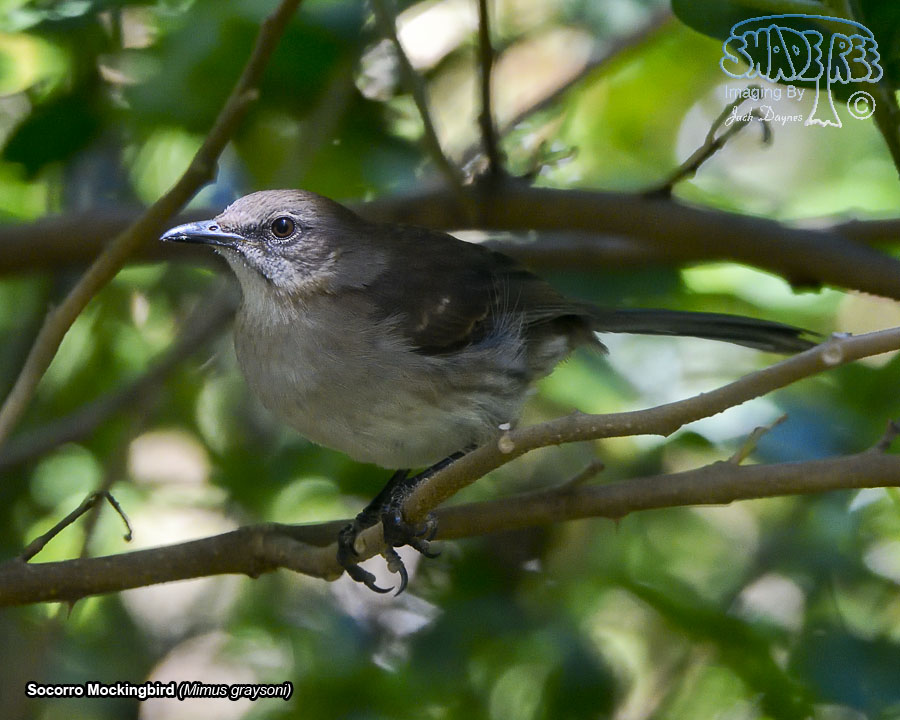Socorro Mockingbird - Mimus graysoni