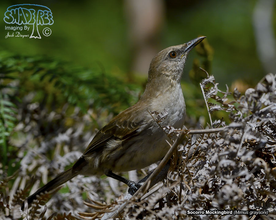 Socorro Mockingbird - Mimus graysoni
