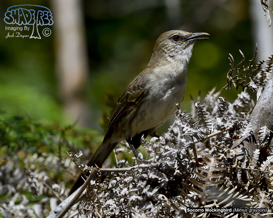 Socorro Mockingbird - Mimus graysoni