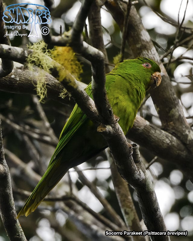 Socorro Parakeet - Psittacara brevipes