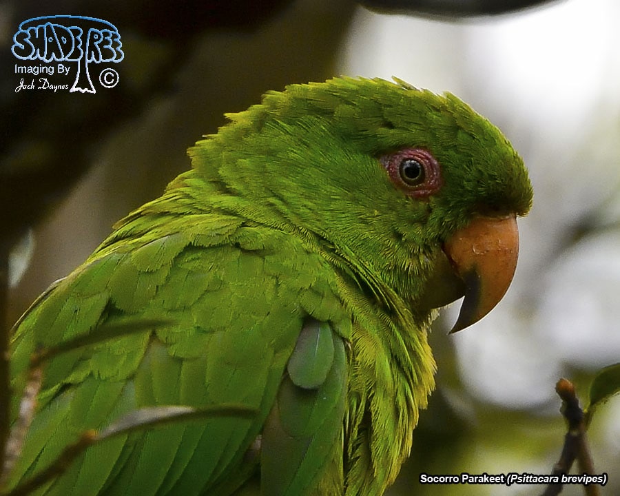 Socorro Parakeet - Psittacara brevipes
