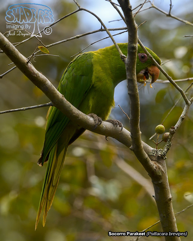 Socorro Parakeet - Psittacara brevipes