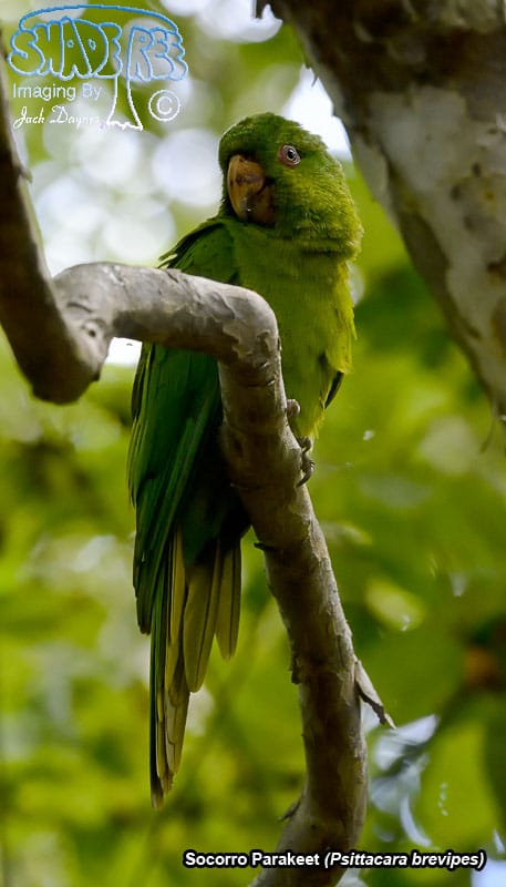 Socorro Parakeet - Psittacara brevipes