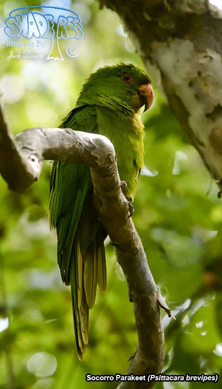 Socorro Parakeet - Psittacara brevipes