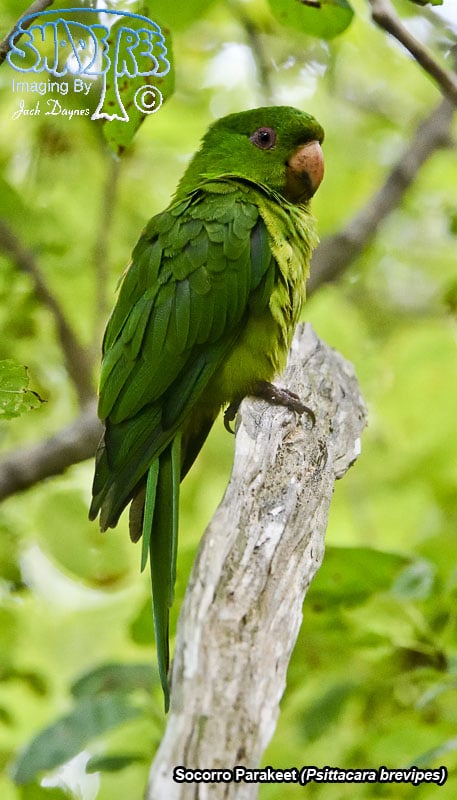 Socorro Parakeet - Psittacara brevipes