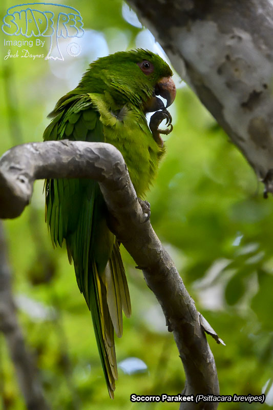 Socorro Parakeet - Psittacara brevipes