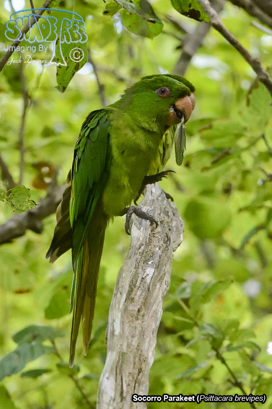 Socorro Parakeet - Psittacara brevipes
