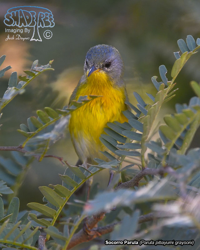 Socorro Parula - Parula pitiayumi graysoni