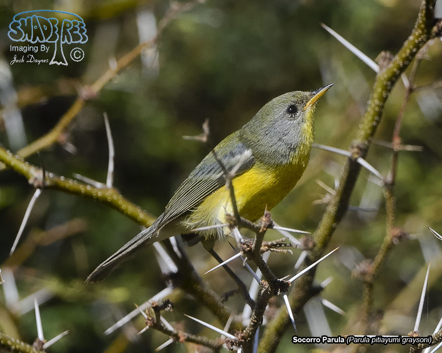 Socorro Parula - Parula pitiayumi graysoni