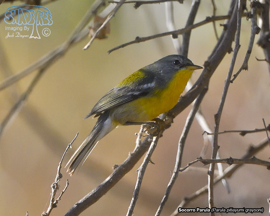 Socorro Parula - Parula pitiayumi graysoni