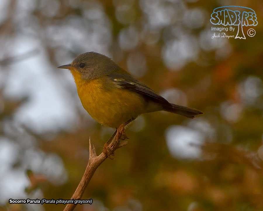 Socorro Parula - Parula pitiayumi graysoni
