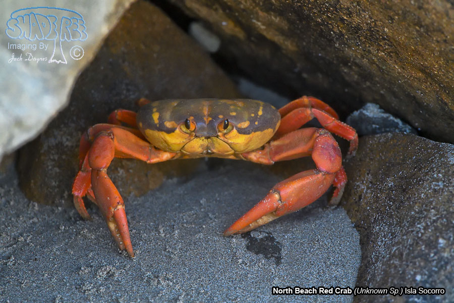 Socorro Red Crab - Unknown Sp.