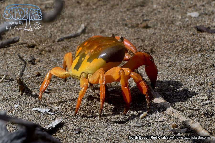 Socorro Red Crab - Unknown Sp.