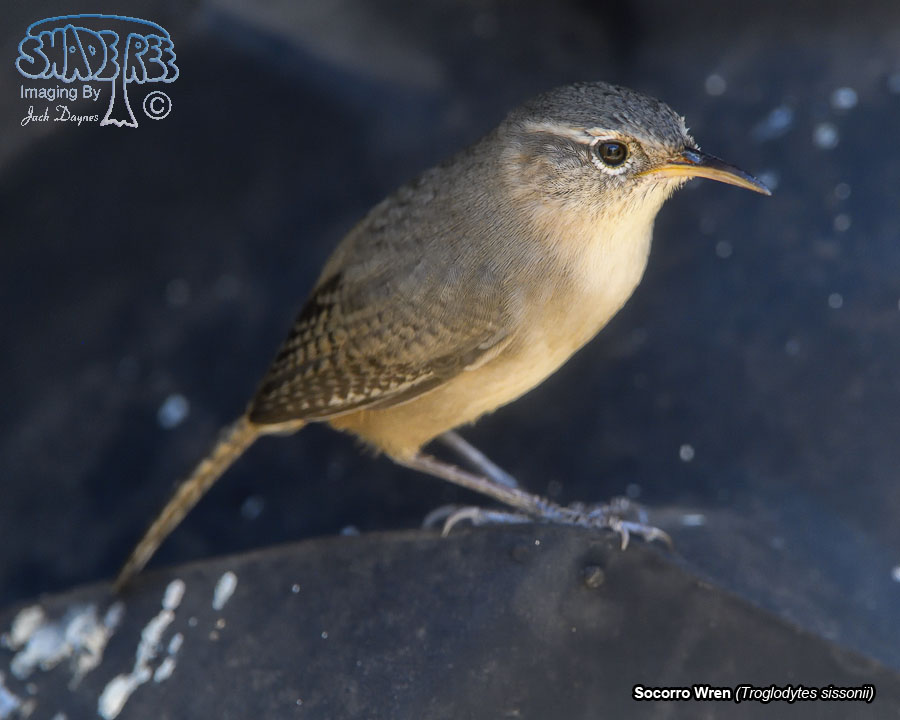 Socorro Wren - Troglodytes sissonii
