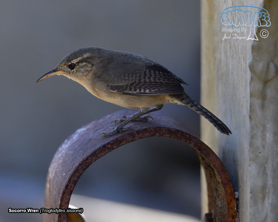 Socorro Wren - Troglodytes sissonii