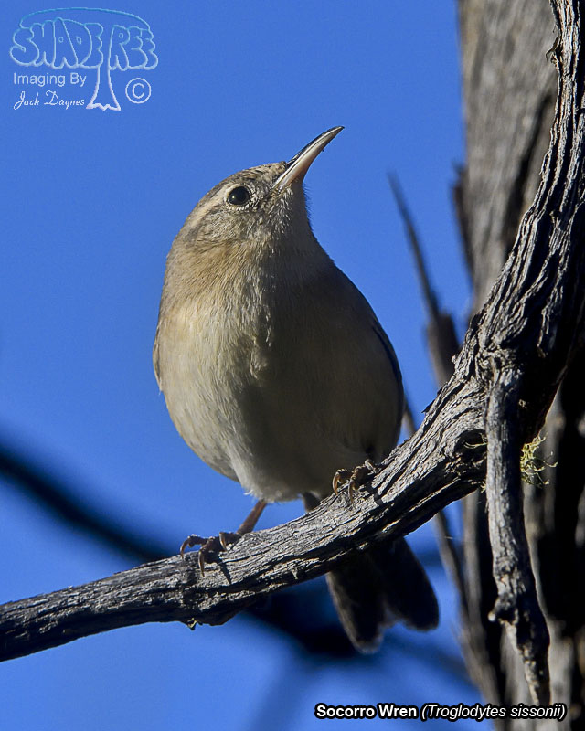 Socorro Wren - Troglodytes sissonii