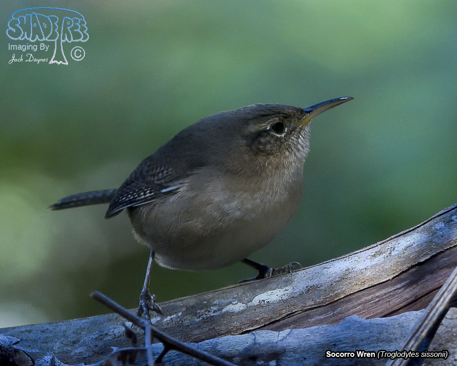 Socorro Wren - Troglodytes sissonii