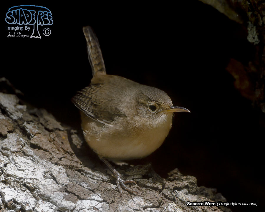 Socorro Wren - Troglodytes sissonii