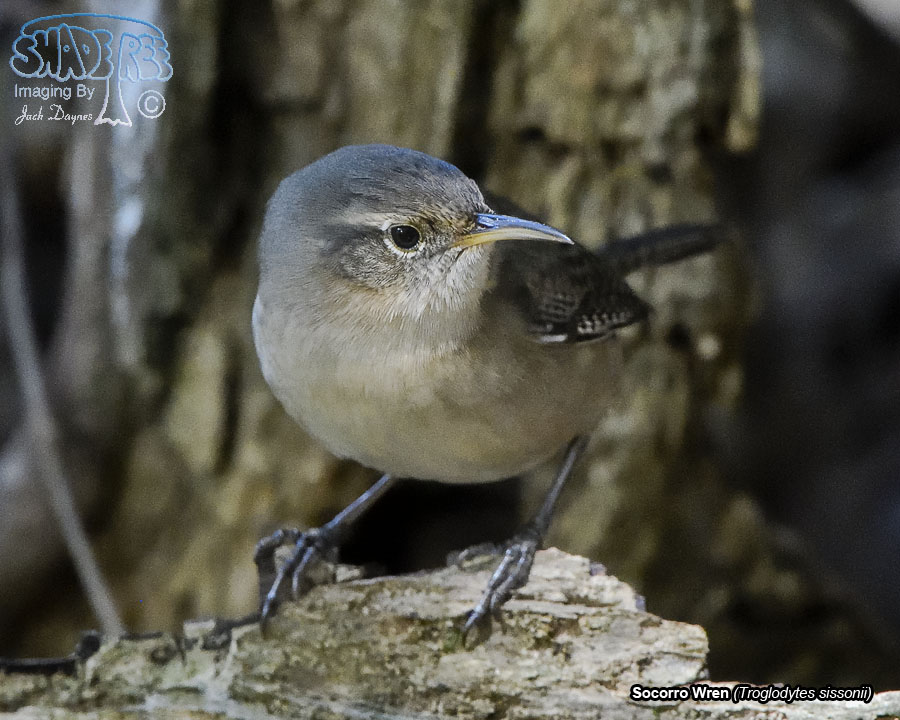 Socorro Wren - Troglodytes sissonii