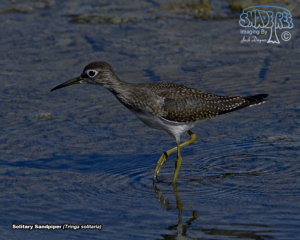 2017-08-13 Henderson Bird Viewing Preserve