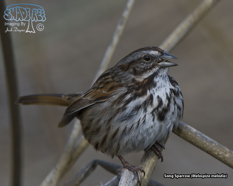 Song Sparrow - Melospiza melodia