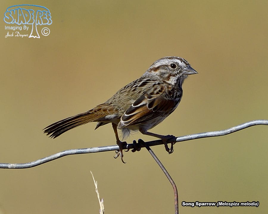 Song Sparrow - Melospiza melodia