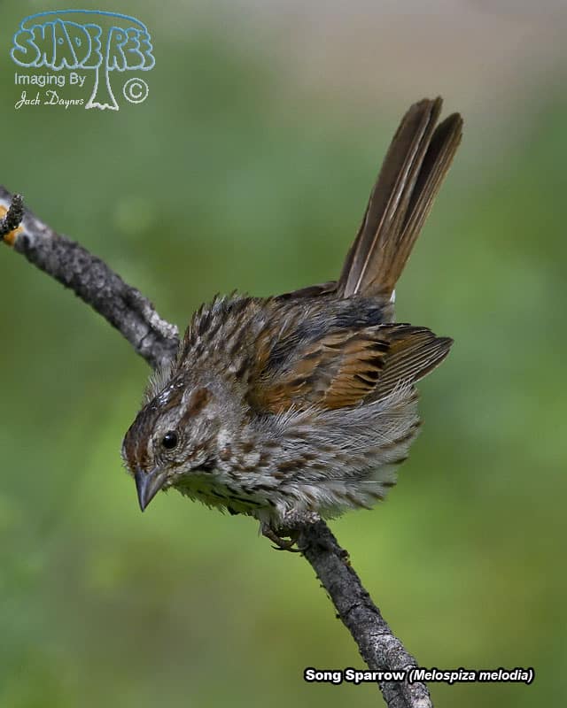 Song Sparrow - Melospiza melodia