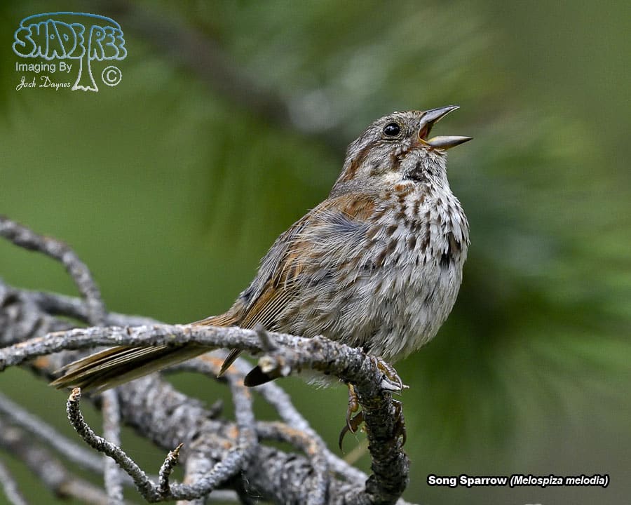 Song Sparrow - Melospiza melodia