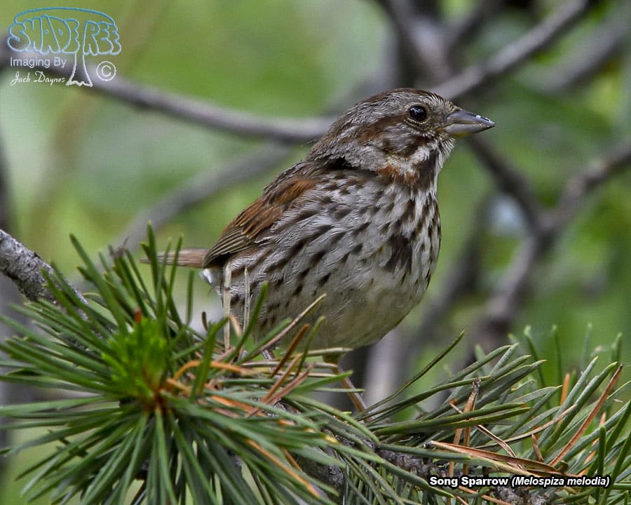 Song Sparrow - Melospiza melodia