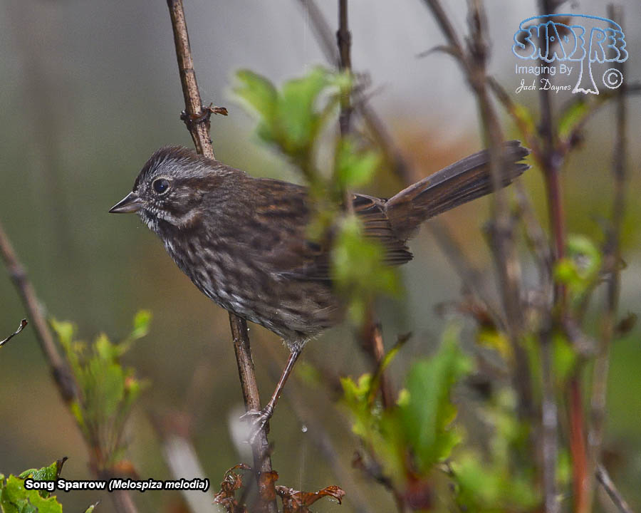 Song Sparrow - Melospiza melodia