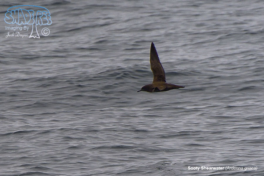 Sooty Shearwater - Ardenna grisea