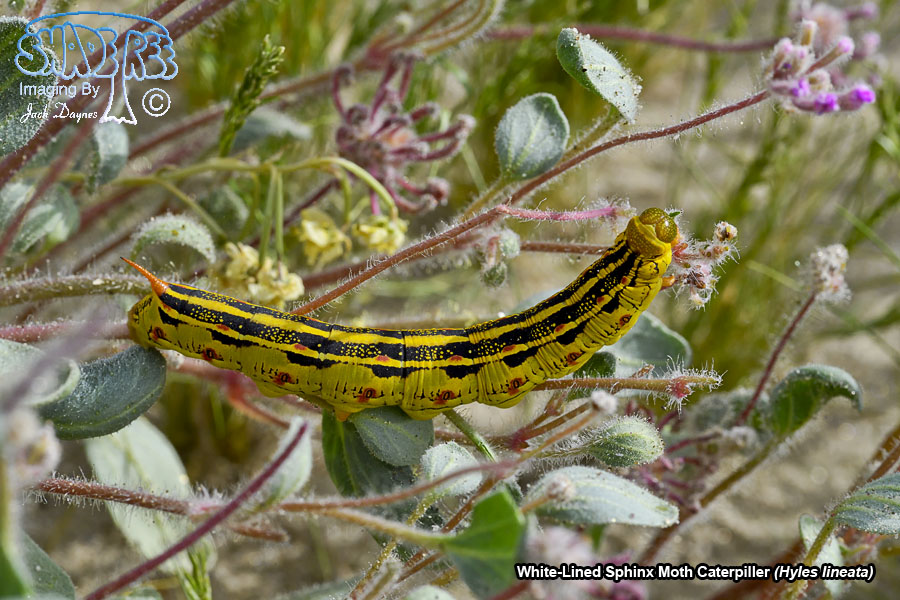 White-Lined Sphinx Moth Caterpiller - Hyles lineata