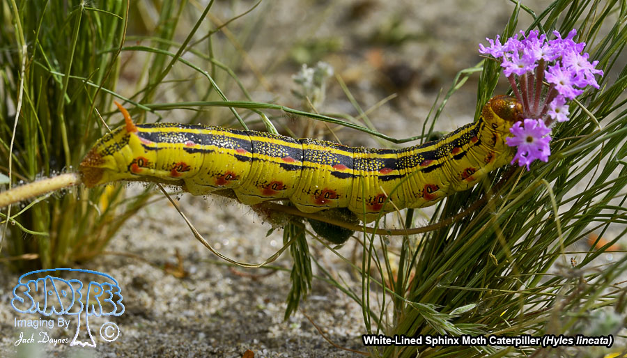 White-Lined Sphinx Moth Caterpiller - Hyles lineata