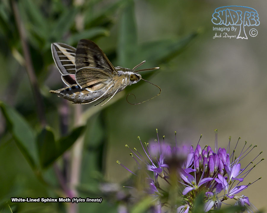 White-Lined Sphinx Moth - Hyles lineata