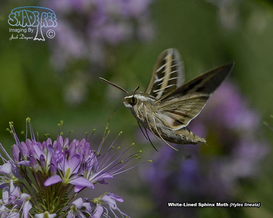 White-Lined Sphinx Moth - Hyles lineata