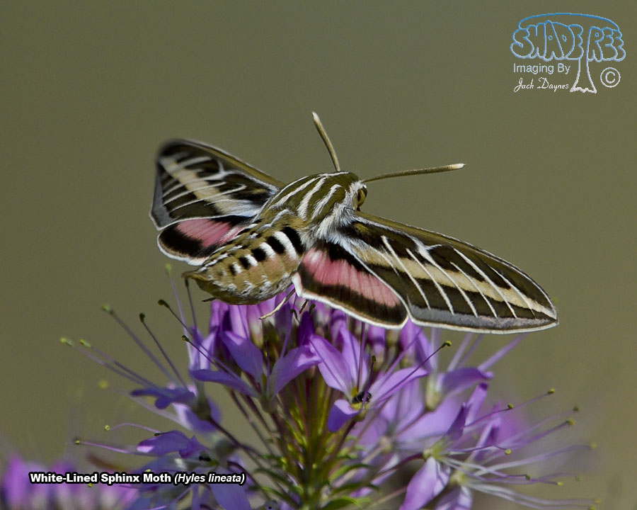 White-Lined Sphinx Moth - Hyles lineata
