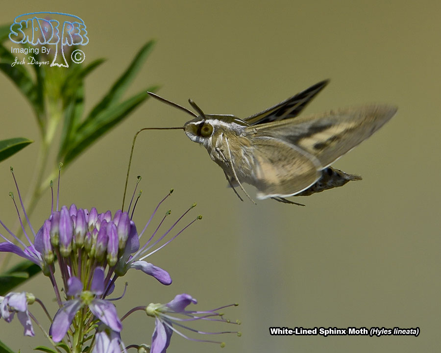 White-Lined Sphinx Moth - Hyles lineata