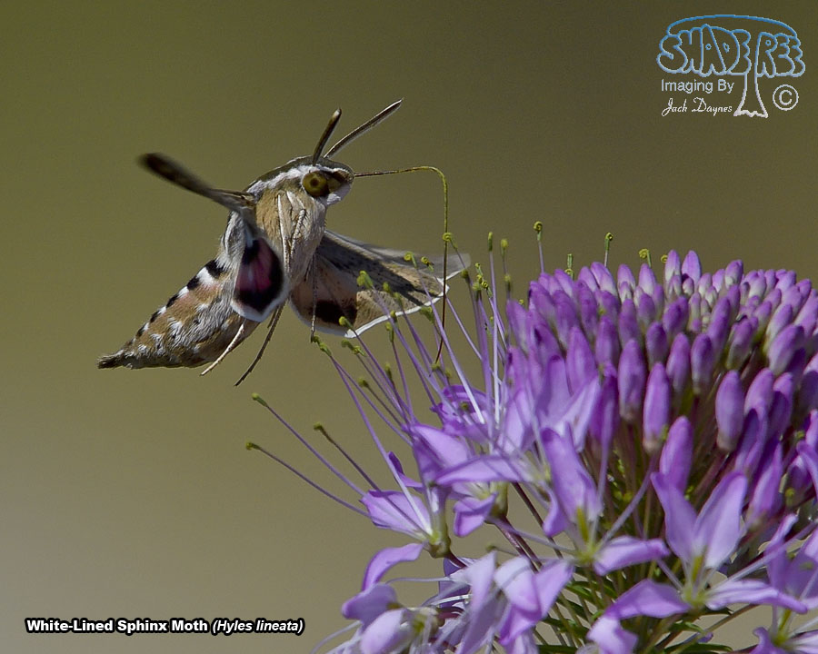 White-Lined Sphinx Moth - Hyles lineata