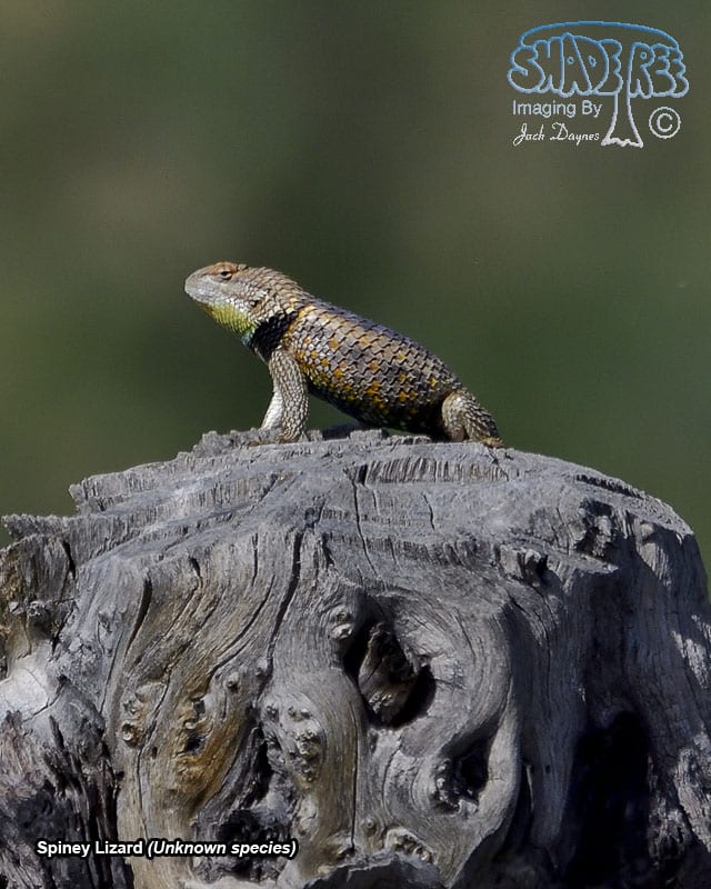 Spiney Lizard - Unknown species