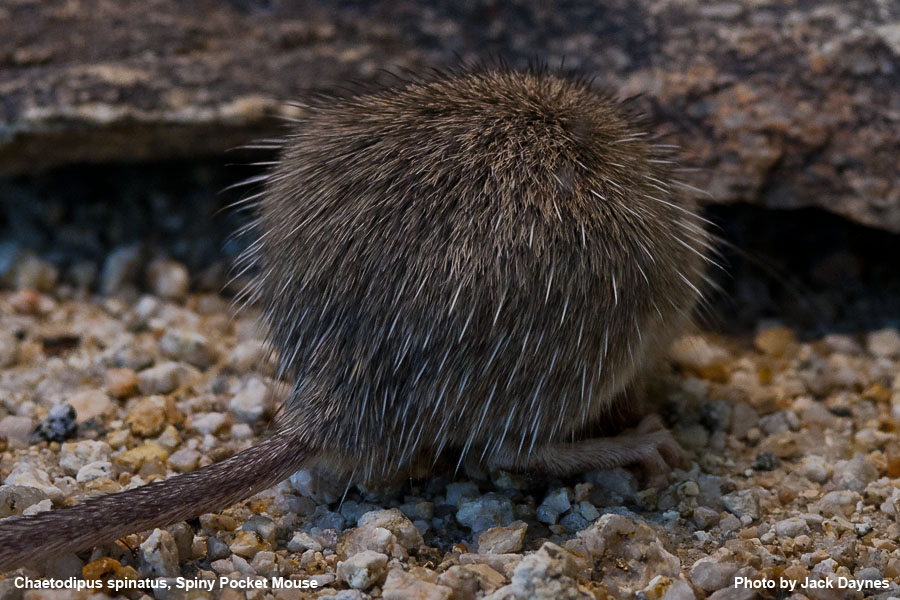 Spiney Pocket Mouse - Chaetodipus spinatus