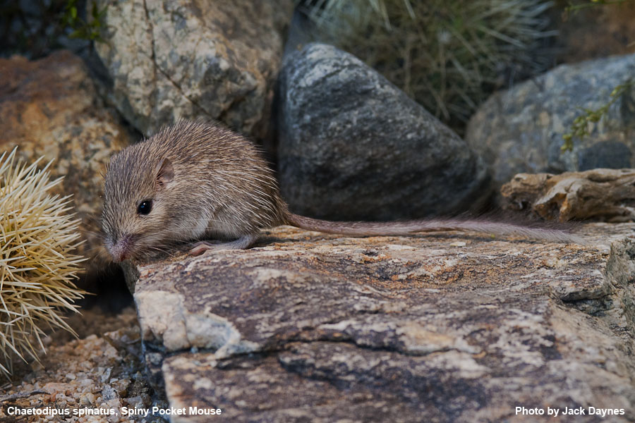 Spiney Pocket Mouse - Chaetodipus spinatus