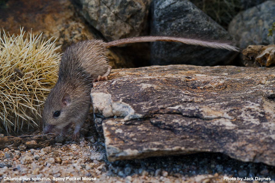Spiney Pocket Mouse - Chaetodipus spinatus