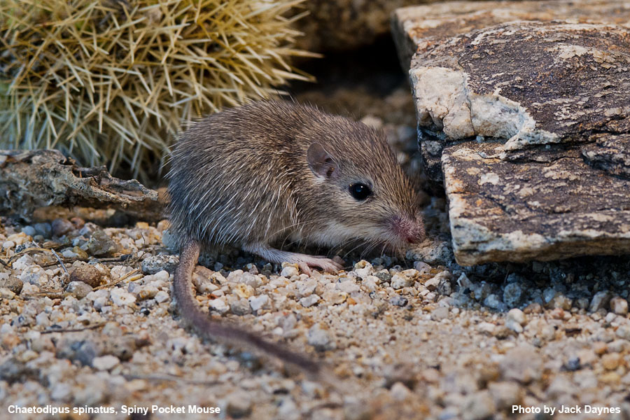 Spiney Pocket Mouse - Chaetodipus spinatus