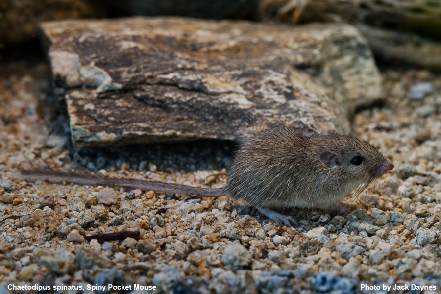 Spiney Pocket Mouse - Chaetodipus spinatus