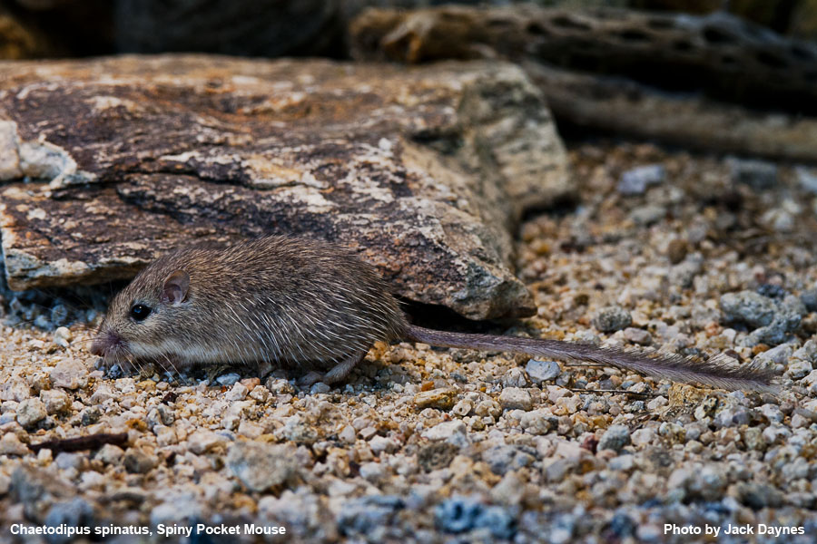 Spiney Pocket Mouse - Chaetodipus spinatus